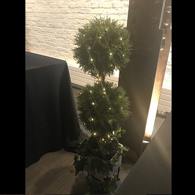 Cypress Pine Dbl Topiary 3' - Artificial Trees & Floor Plants - gorgeous double topiary for rent